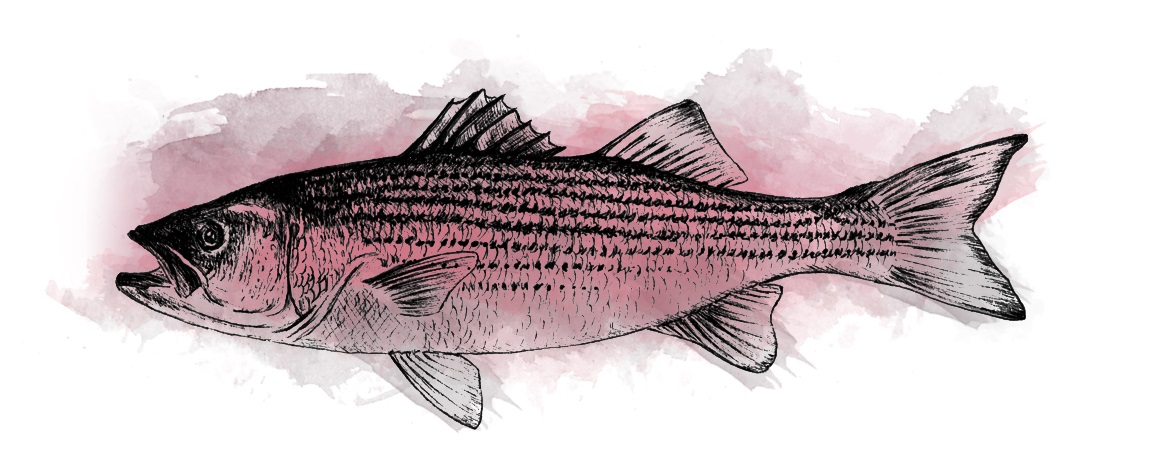 new-fish-transparent