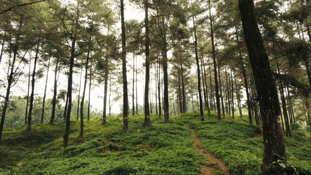 Nature picture for walking