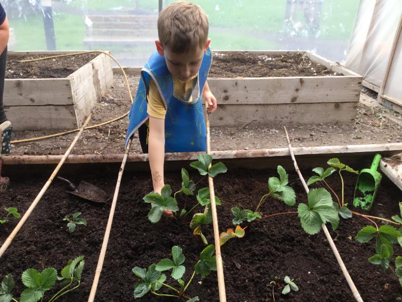 Gardening with Miss Corrigan: Planting out the Strawberries