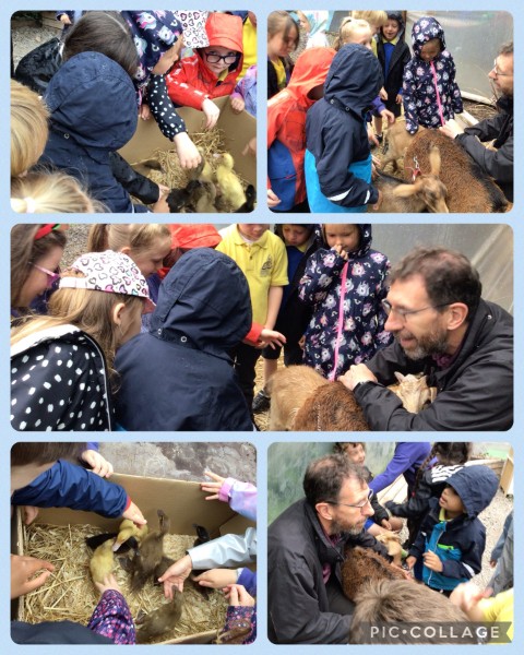 P2 children loved meeting some of Mr Starrs' farm animals.