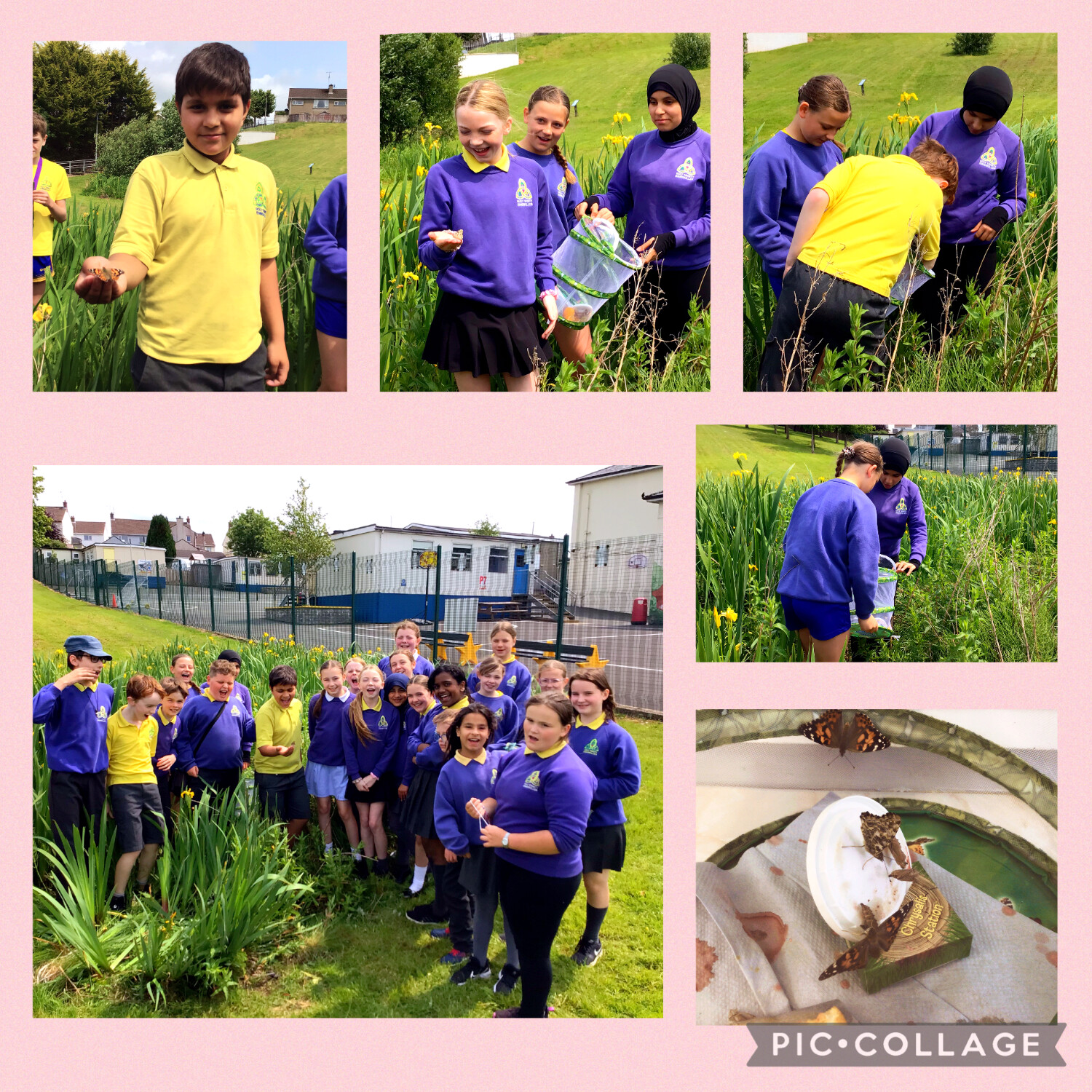 P7 classes have been learning about Metamorphosis. They have watched butterfly larva (caterpillars) transform to pupa (chrysalis) and then into adult butterflies. They released their adult butterflies this week.