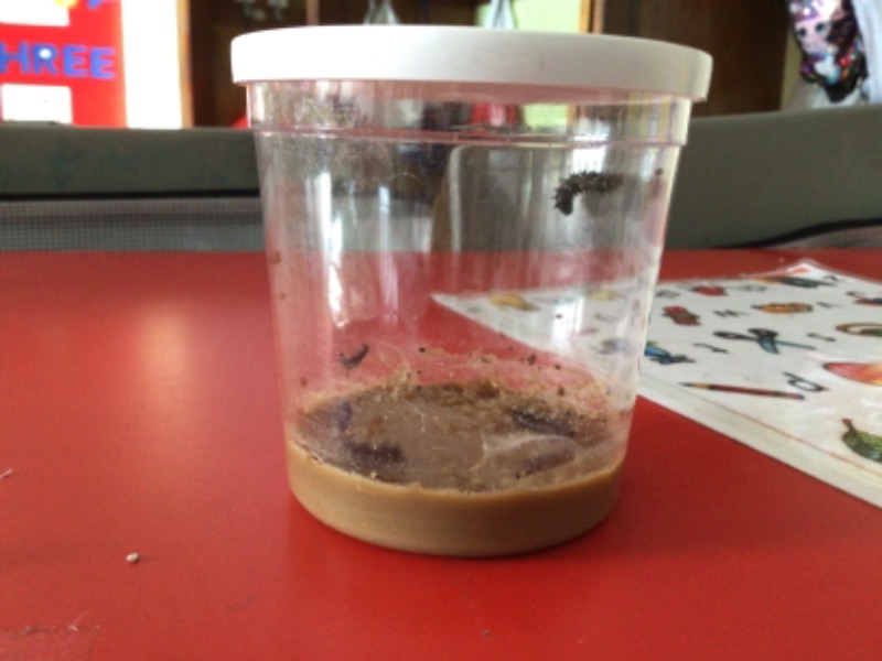 These are our 5 new caterpillar friends. We are helping the caterpillars grow and change into butterflies. This is the Lifecycle of the butterfly. You can follow our journey with various videos and reports on our Seesaw blog.