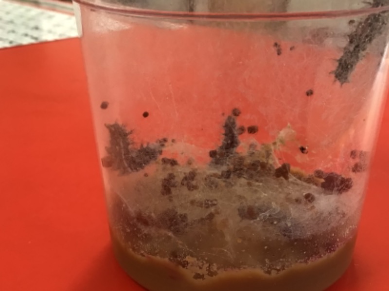 Look, they have grown to 3cms! Can you find their real legs and their prolegs? Their real legs are the 3 pairs of black legs at the front. The prolegs are the 5 pairs of short legs with hooks at the back. These help to stick to their plants.