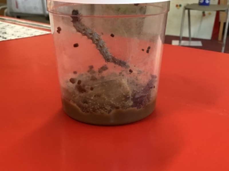 Mr Minnie has grown to 5 cms. Soon it will crawl to the top and attach itself to the top where it will become a chrysalis. This happens after about 14 days. We are now in day 10.