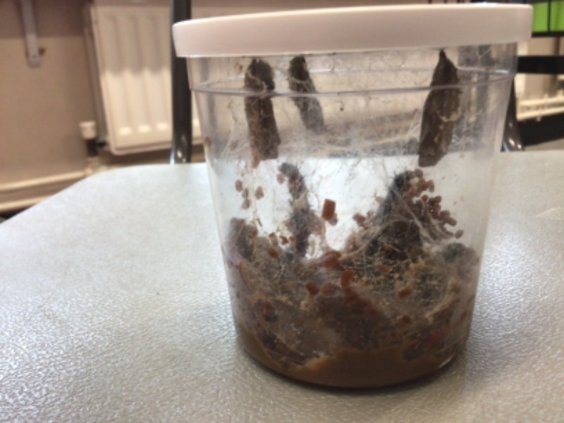 Wow. Something amazing has happened. Three of our caterpillars have made a chrysalis. We can now call them chrysalides. This is the Pupa stage.