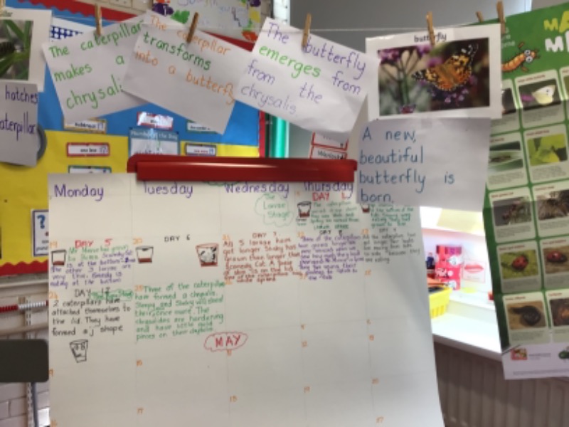 This is our class diary of The Lifecycle of the caterpillar.