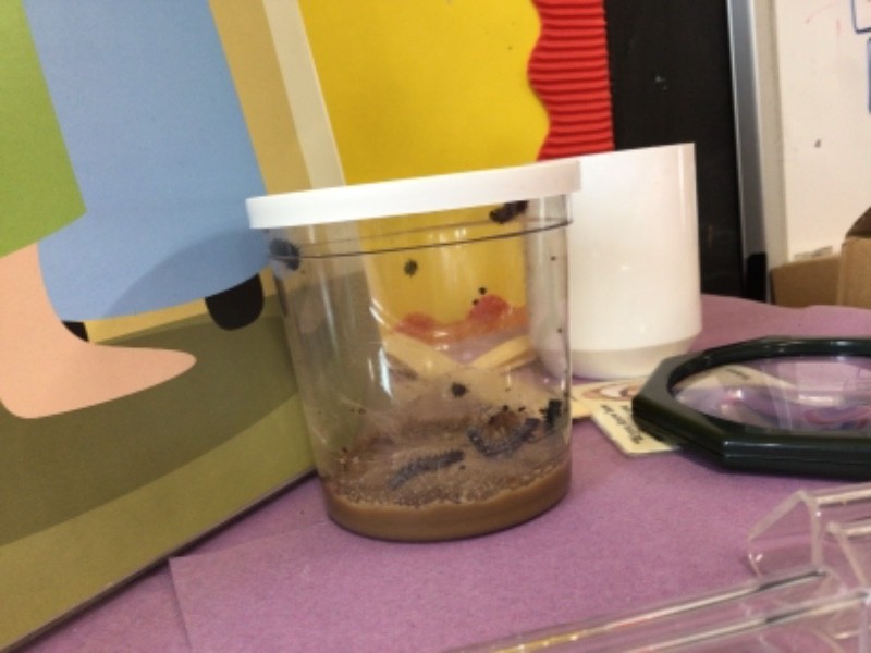 The 5 caterpillars have been named.They measured 1 cm when they arrived. 