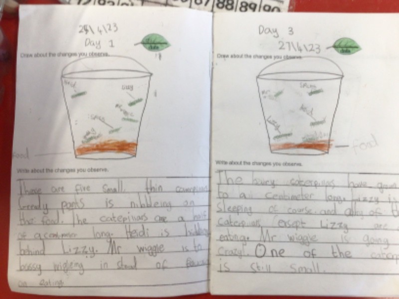 This is the Larvae Stage. Day 1 and Day 3. We are using our ruler to measure the length of the caterpillars every day