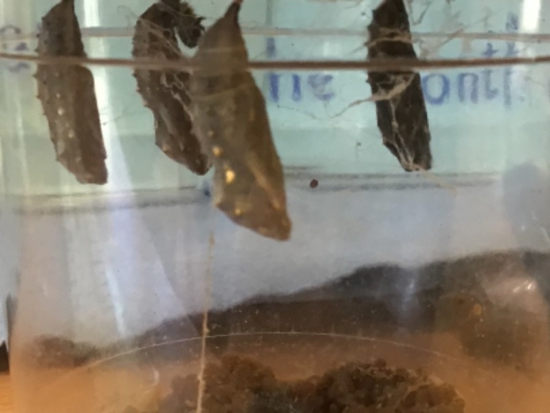 Can you see the golden flecks that have formed on the case?