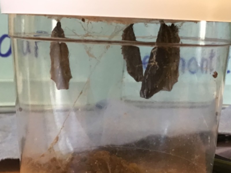 We can see the wings of the butterfly beginning to form inside the chrysalides.