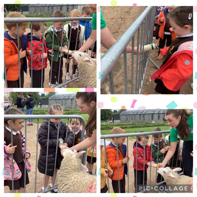 P1 Visit Streamvale Farm