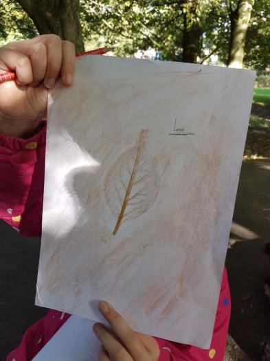 A sample of a leaf rubbing