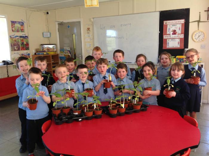 P1/2 proudly showcasing their Sunflowers 