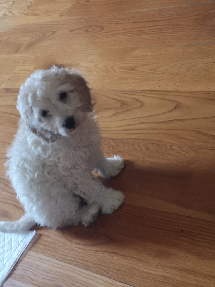 Meet Spring. Spring is the newest member of the Gribbin Family.