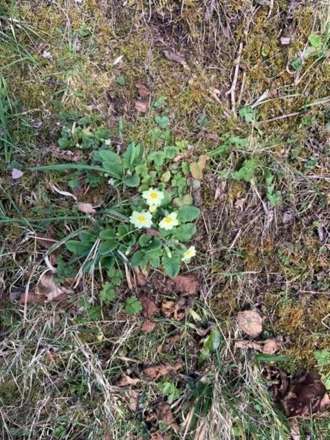 A fantastic sign of Spring. #Springscavengerhunt