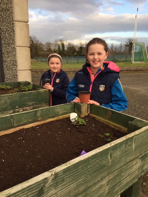 Look after your sunflowers carefully. There will be a prize for the tallest!