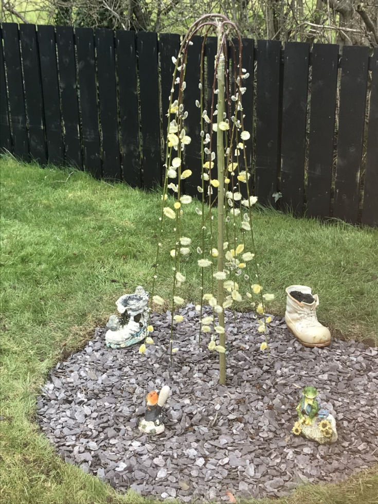 You have been a great help in the garden planting a beautiful weeping willow.