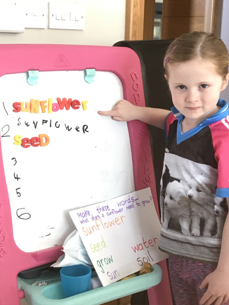 That is a long word. How many letters are in the word sunflower?