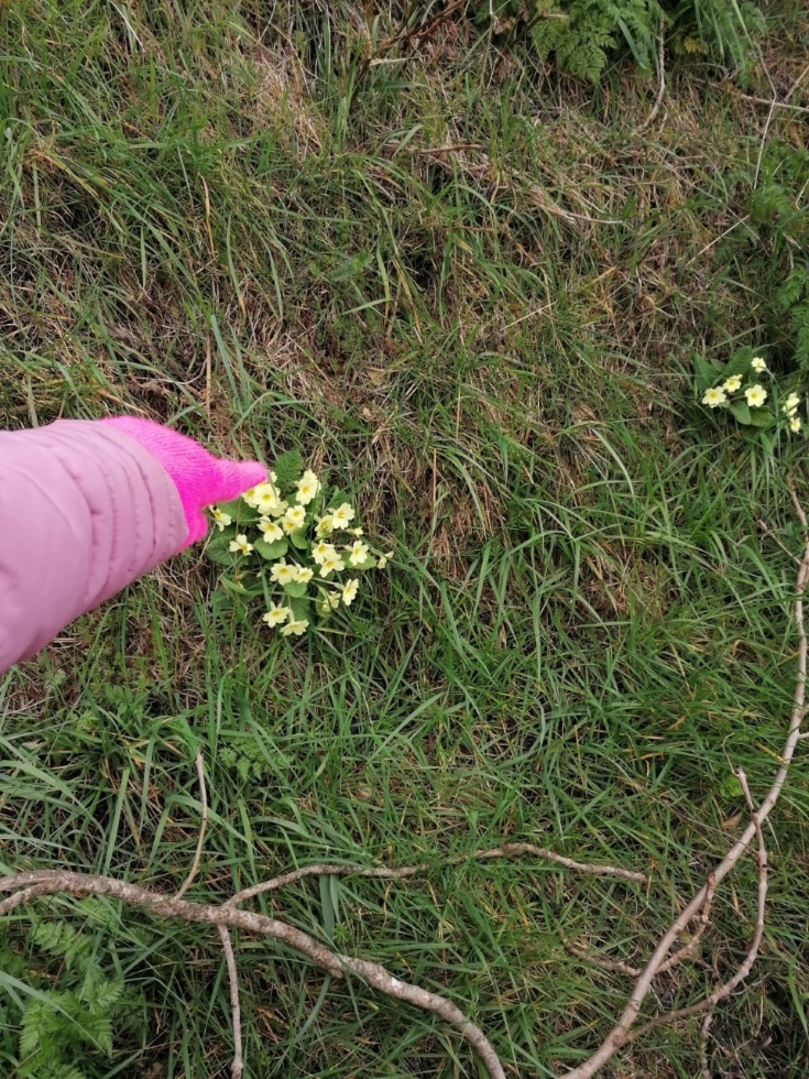 Primroses pop up in our hedgerows during Spring.