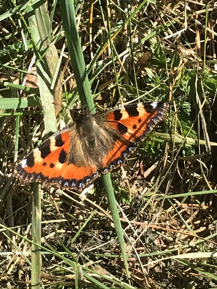 🦋Earth Day Beauty!🦋