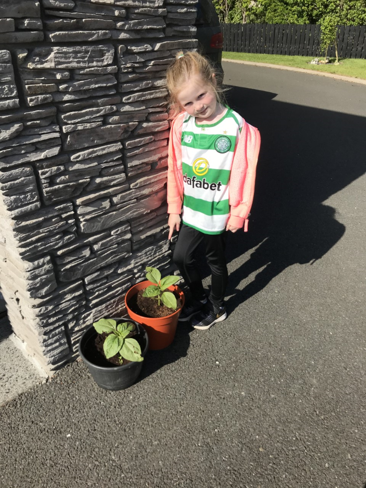Your sunflowers are getting tall. Who will win the sunflower challenge?