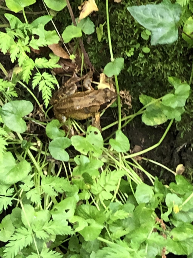 A frog or toad? Research the difference!