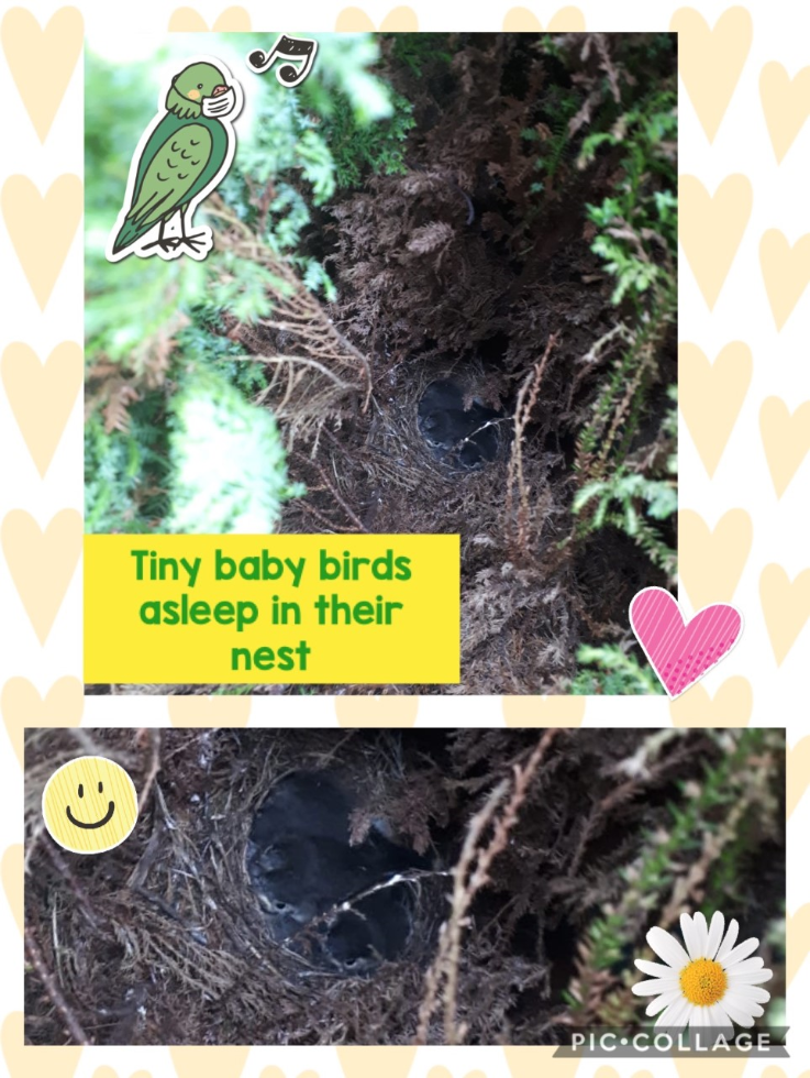 Look closely! Do you see a baby chick?