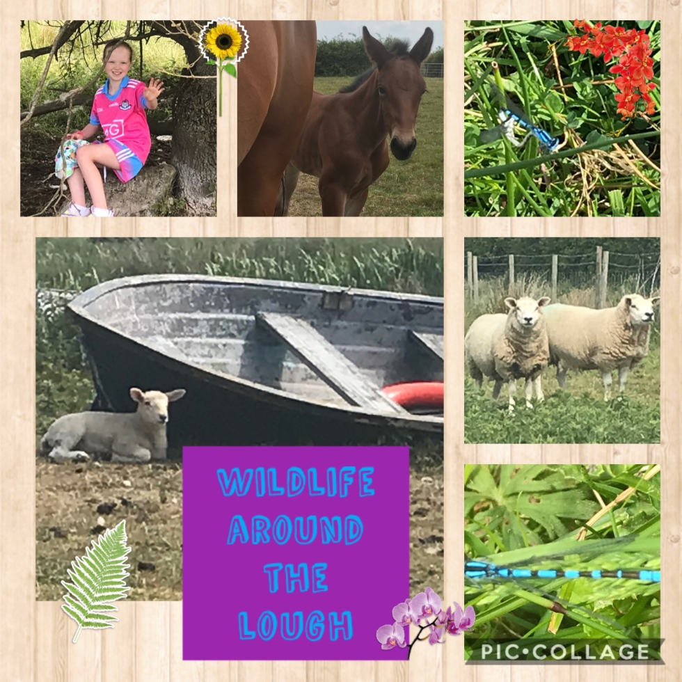 Wildlife around Lough Neagh. #staylocal