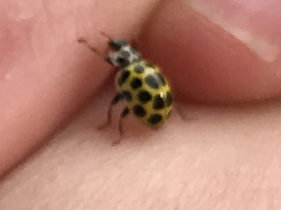 A small ladybird. How many can you find in your garden?