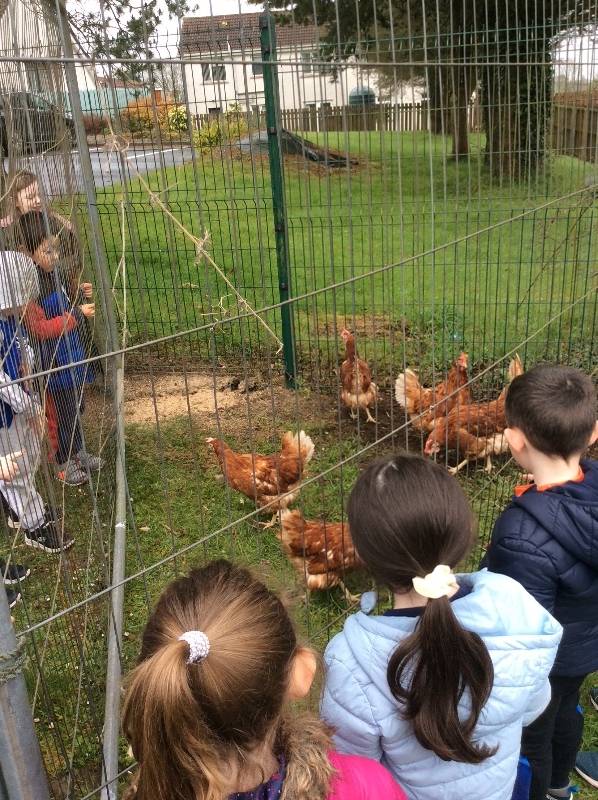 We saw some hens in school. They laid three eggs.
