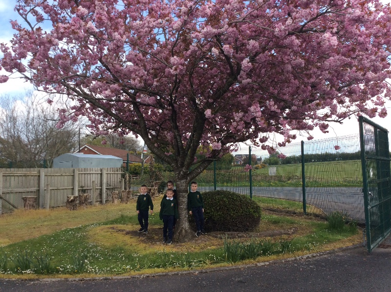 The school Cherry Blossom is really big and tall.
