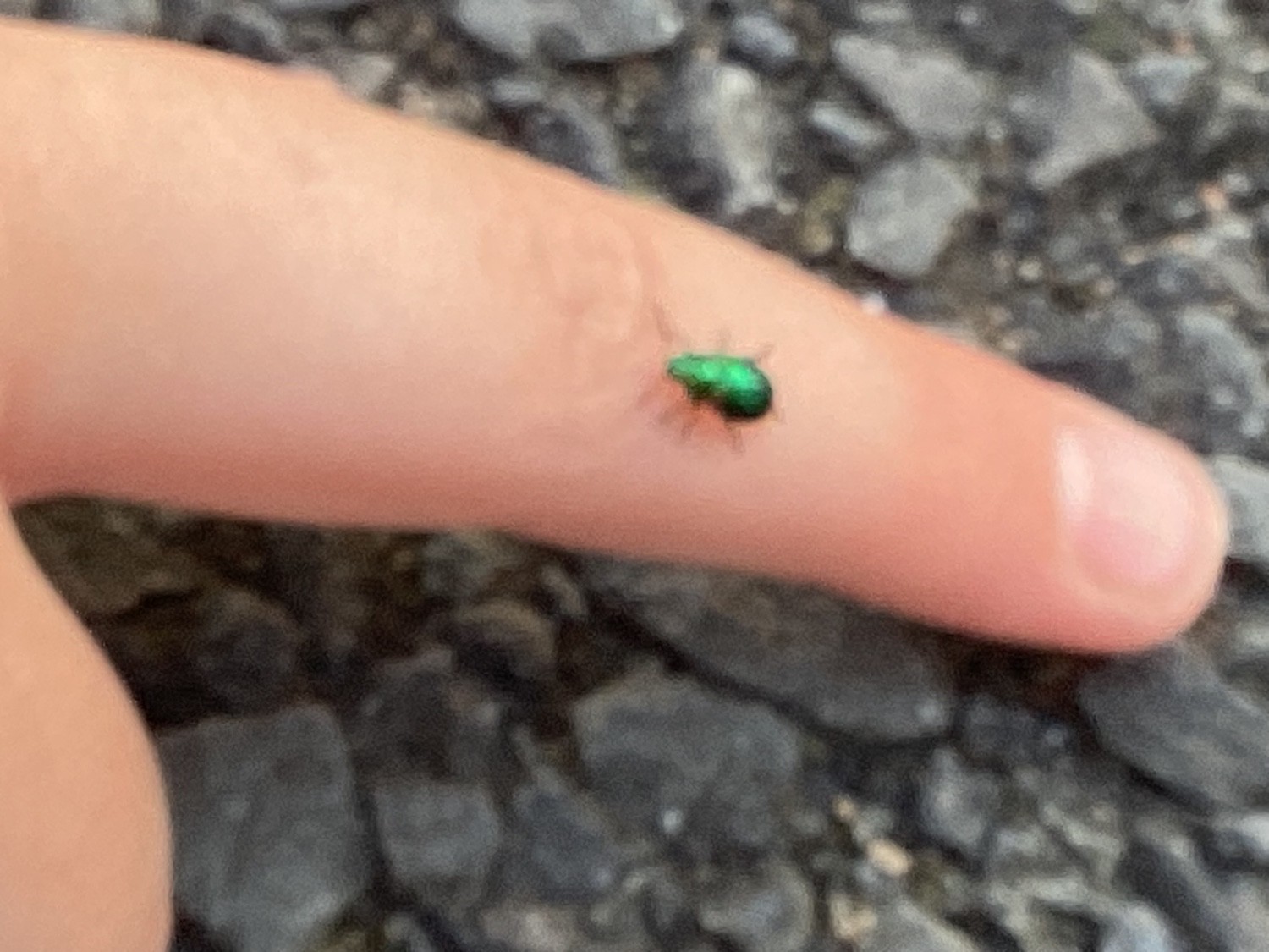 I found a beautiful green bug in our garden.