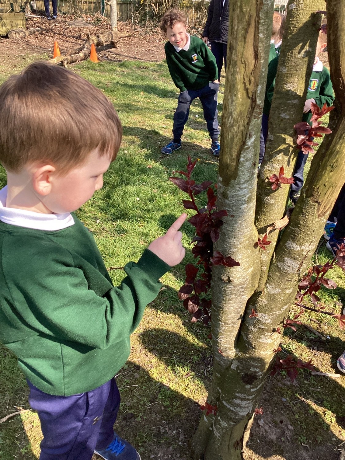 Look at the leaves on the tree bark.