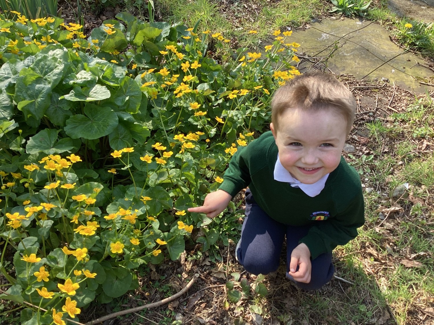 I found yellow buttercups around our school pond.