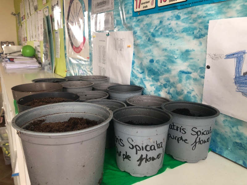 Labelled pots with purple flowers planted