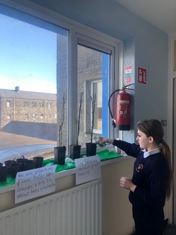 Watering and maintaining our Miniature Fruit Trees