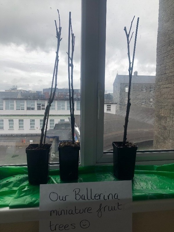Our miniature Ballerina Fruit Trees