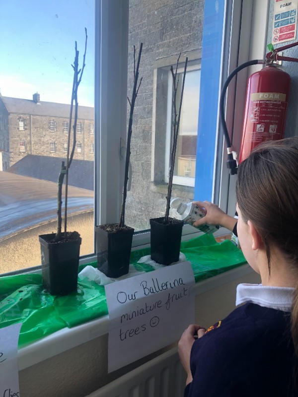 We took care of our Ballerina Apple trees by watering regularly