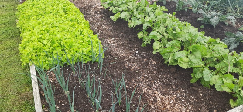Lettuce, leeks and beetroot
