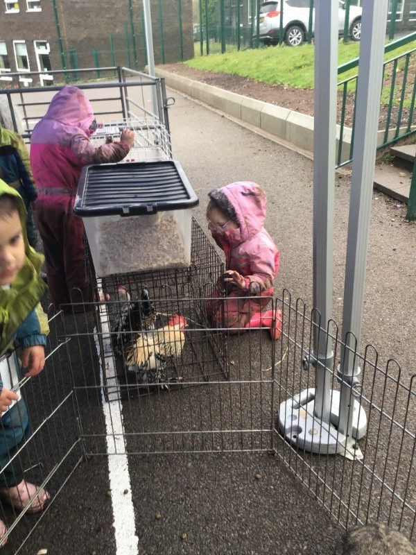 The chickens were noisy