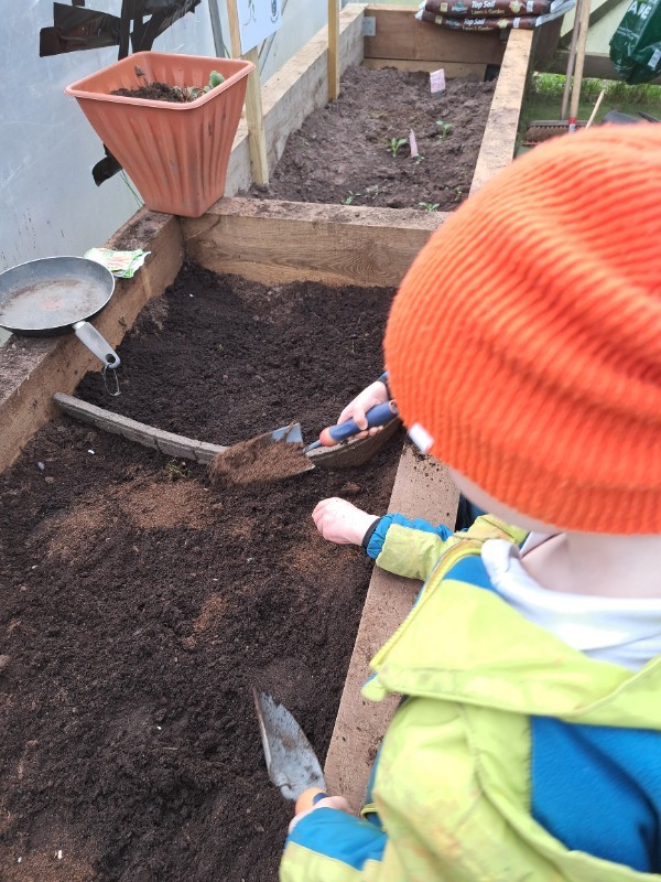 Planting in the polytunnel