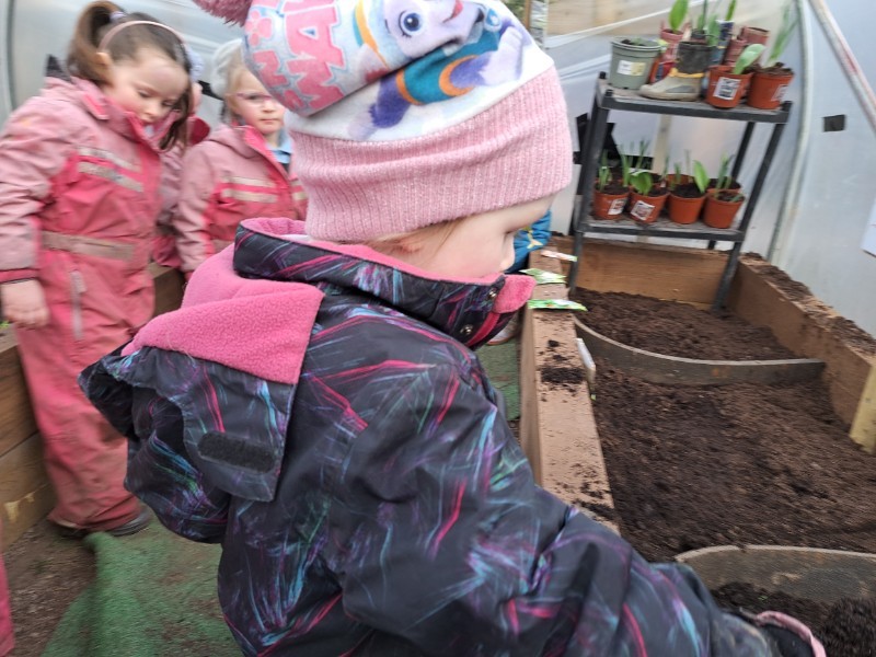 Planting in the polytunnel