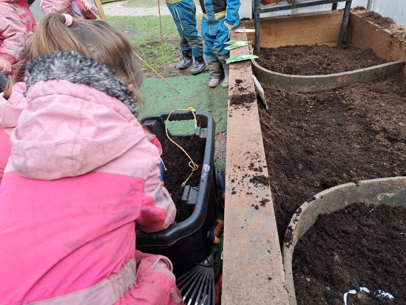 Planting in the polytunnel