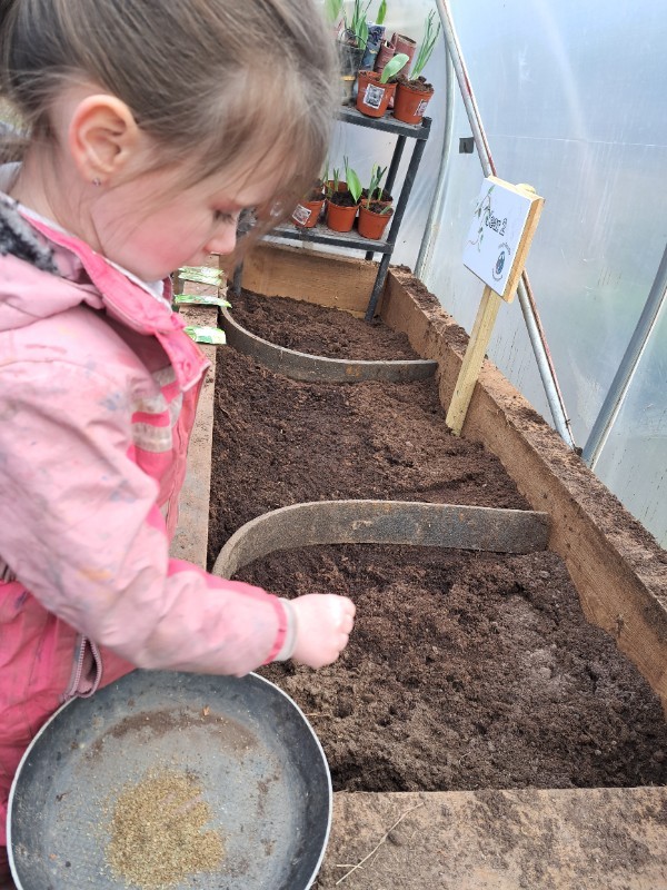 Planting in the polytunnel
