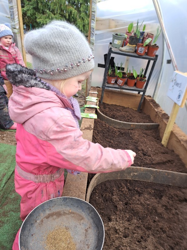 Planting in the polytunnel