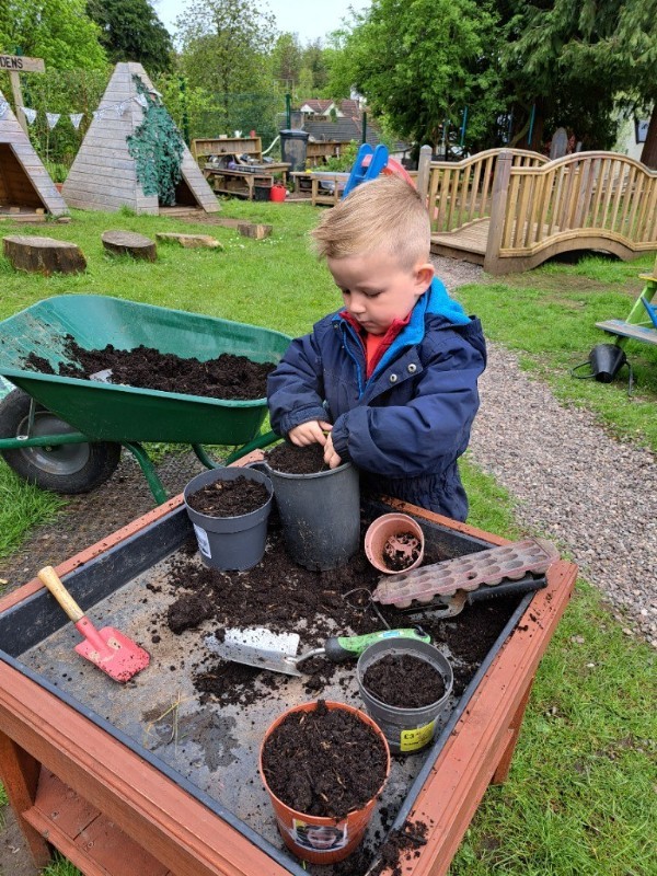 sunflower planting