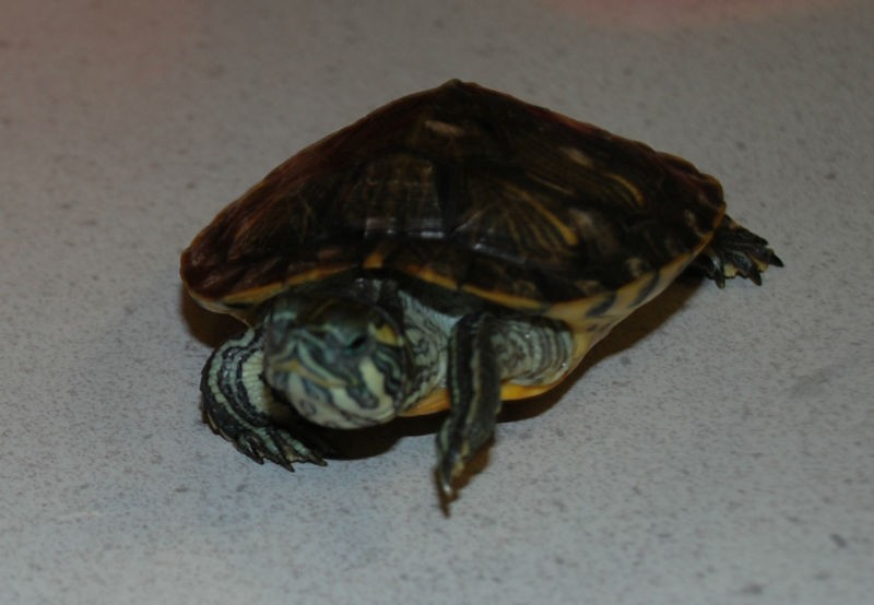 Terry the oldest of the two Terrapin