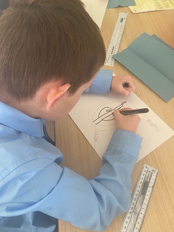 Rory is being a scientist drawing diagram of an apple.