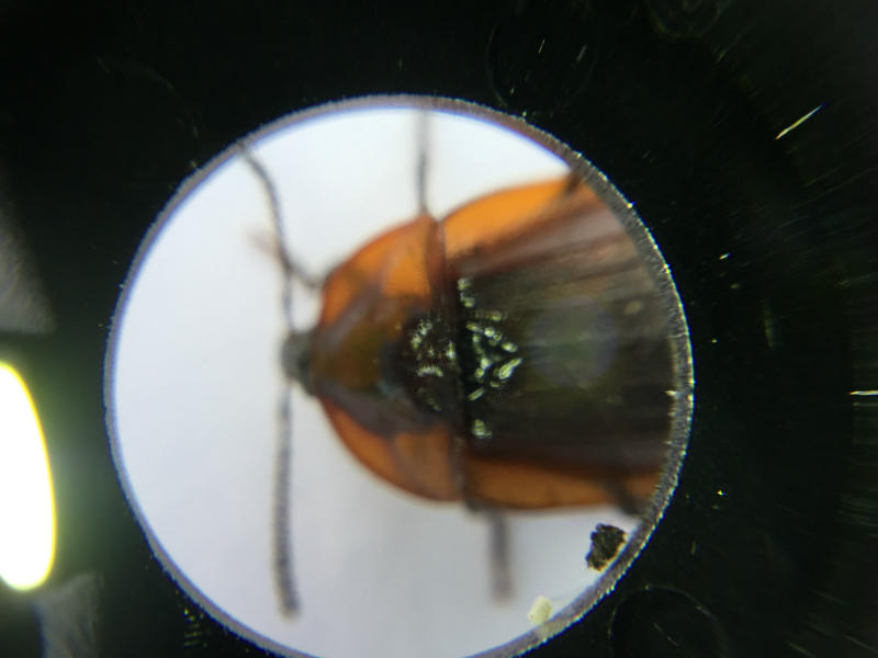 This shield bug looks amazing!!
