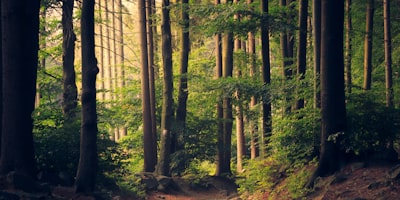 Majestic oak tree in forest